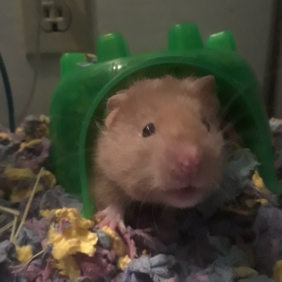 Meet your Posher, Catarina - Picture 2 of 8